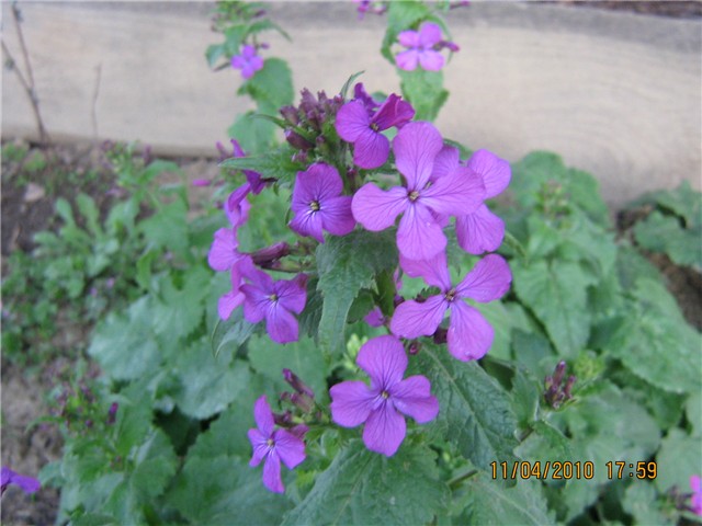 srebrenka - lunaria